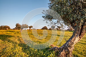 Old olive trees grove in Flowery Landscape Alentejo Portugal Travel