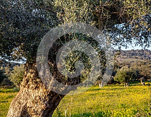 Old olive trees grove in Sunny Alentejo Landscape Portugal