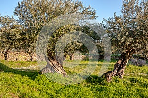 Old olive trees grove in Sunny Alentejo Landscape Portugal