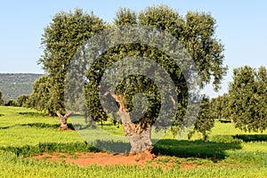 Old olive trees near Torre Canne (Italy)