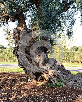Old olive trees near Torre Canne (Italy)