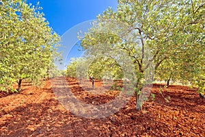 Old olive trees plantage groove on red soil photo