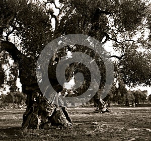 Old olive trees at a plantation in the Italian Apulia