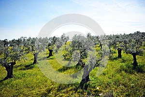 Old olive trees on the slope of hill, Andalusia, Spain photo