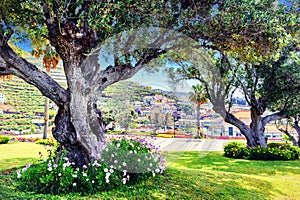 Old olive trees in summer city park