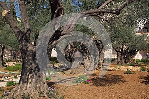 Viejo olivos en el jardín de en Jerusalén 