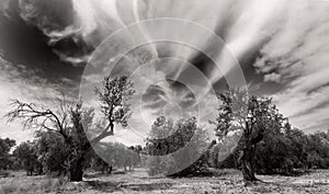 Old olivetrees