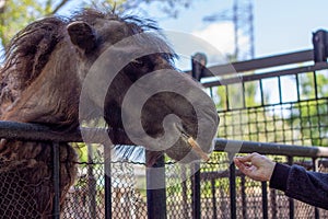 An old one camel takes a piece of bread from a personÃ¢â¬â¢s hand in a zoo, although there is a prohibition on feeding animals in the photo
