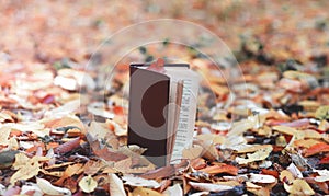 Old open book in the park in autumn leaves