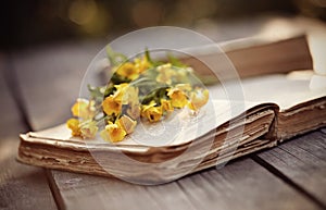 Old open book and yellow buttercups