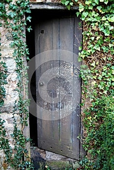 Old open wooden door overgrown with ivy