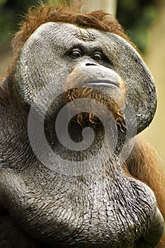 Old Orang Utan