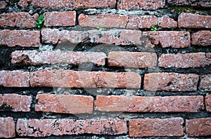 Old orange brick wall eroded with small trees