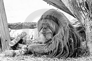 The old orangutan