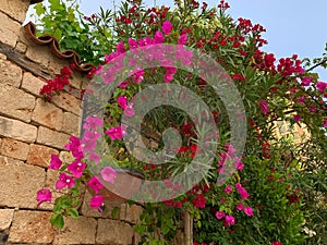 Old Ottoman time stone wall covered with pink bougainvillea in old town of Antalya Kaleici, Turkey. Horizontal image