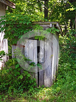 Old Outhouse and Ivy