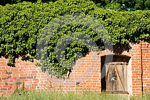 Old overgrown brick wall