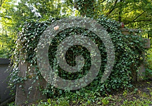 Old overgrown grave