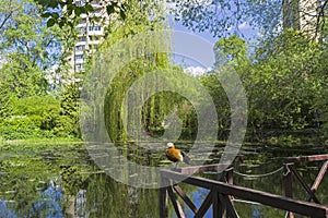 An old overgrown pond in the city park