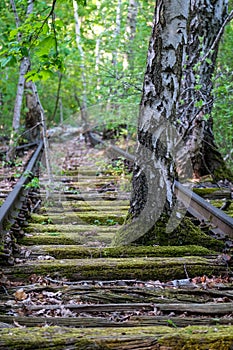 Old, overgrown railroad tracks. A tree has grown between the tracks. A railway that has long been closed.