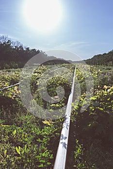 Old overgrown railway tracks in spring time