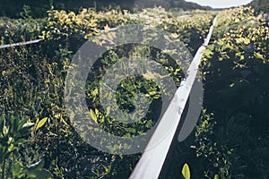 Old overgrown railway tracks in spring time