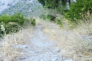 An old overgrown road in the mountains.