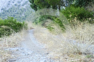 An old overgrown road in the mountains.