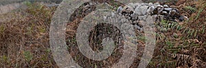 Old, overgrown, rough stone wall, with brown ferns and undergrowth