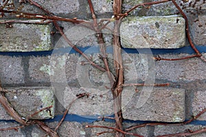 Old overgrown wall