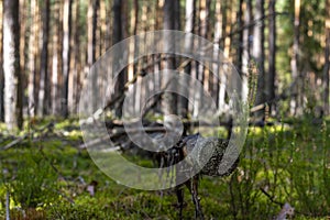 Old overthrow tree in the forest