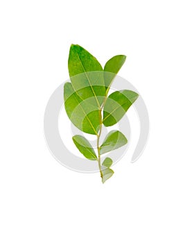 Old, overwintered leaves of ligustrum plant isolated on white background