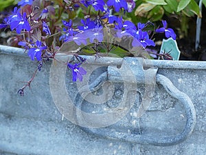 Old Oxidized Tin Tub with Handle filled with Tiny Blue Flowers