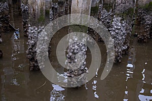 Old oysters shell stick with pillar in the sea