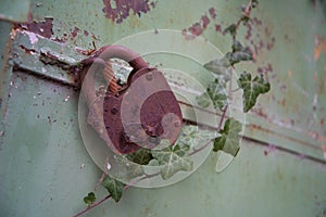 An old padlock on closed doors, a rusty lock on the gate. Metal doors overgrown with ivy