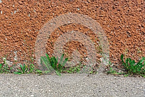 Old painted concrete wall. Background and texture. Grass sprouted along the wall