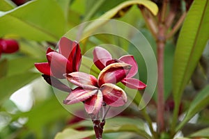 Old and pale red Frangipani\'s flower.