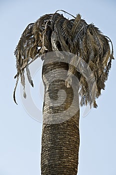 Old Palm