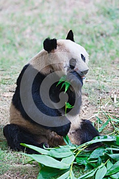 Old panda eating bamboo leaves