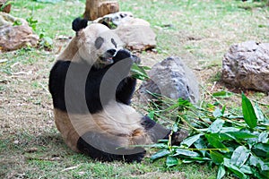 Old panda eating bamboo leaves 2