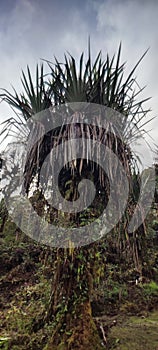 Old pandanus tectorius plantn the papua forest photo