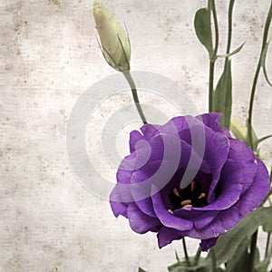 Old paper background with dark violet eustoma flowers and buds