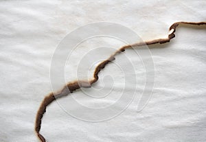 Old paper with burnt edges, texture