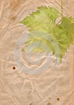 Old paper with grape leaves