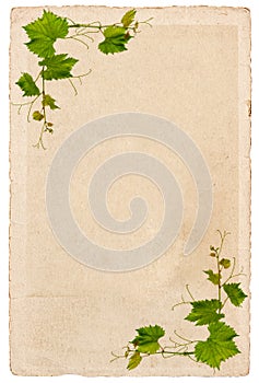 Old paper sheet with vine leaves ornament isolated