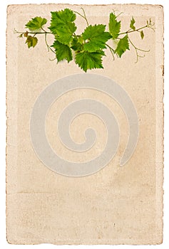 Old paper sheet with vine leaves ornament isolated on white