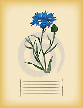 Old paper template with Blue Cornflower. Vector