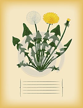 Old paper template with dandelion flower. Vector