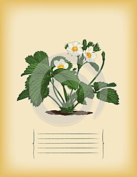 Old paper template with Strawberry bush. Vector
