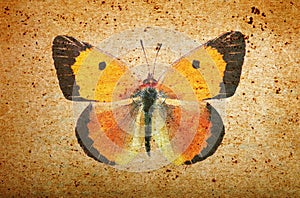 Old paper texture and orange butterfly. grunge background with butterfly close up.